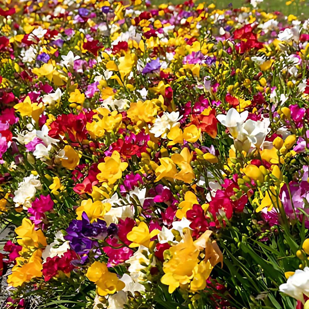 Amestecul Frezie - 40 buc - Freesia Mix - Bulbi de flori