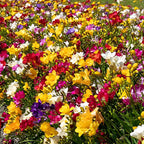 Amestecul Frezie - 40 buc - Freesia Mix - Bulbi de flori