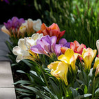 Amestecul Frezie - 40 buc - Freesia Mix - Bulbi de flori