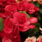 Amestecul Frezie - 40 buc - Freesia Mix - Bulbi de flori