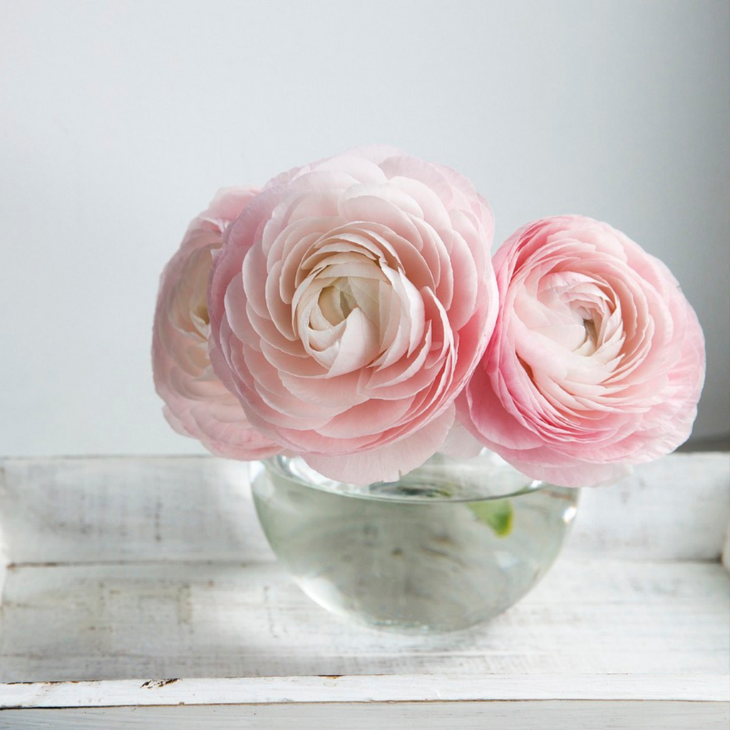 Piciorul Cocosului - 40 buc - Ranunculus - Bulbi de flori