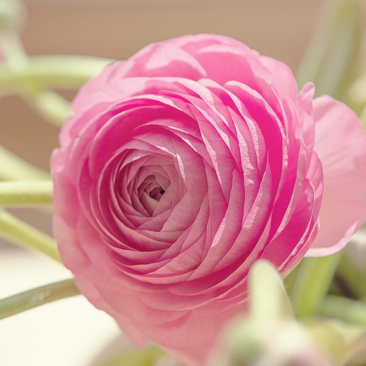 Piciorul Cocosului - 40 buc - Ranunculus - Bulbi de flori