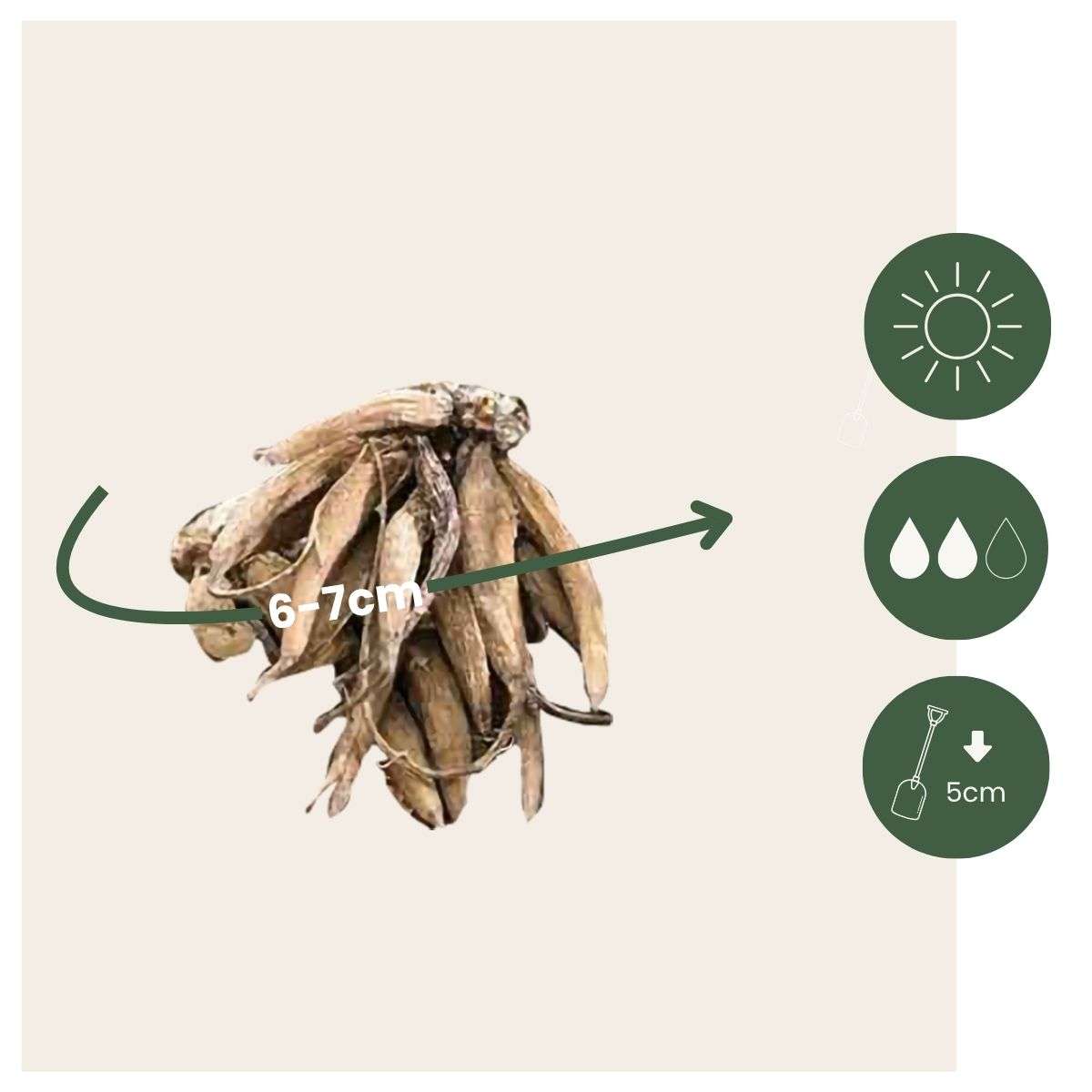 Piciorul Cocosului - 40 buc - Ranunculus - Bulbi de flori