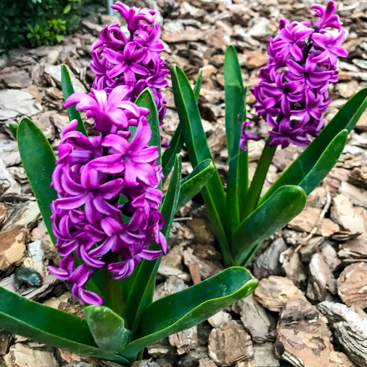 Bulbi de zambile - Set de 10 - Hyacinthus 'Purple Voice' - Bulbi de flori