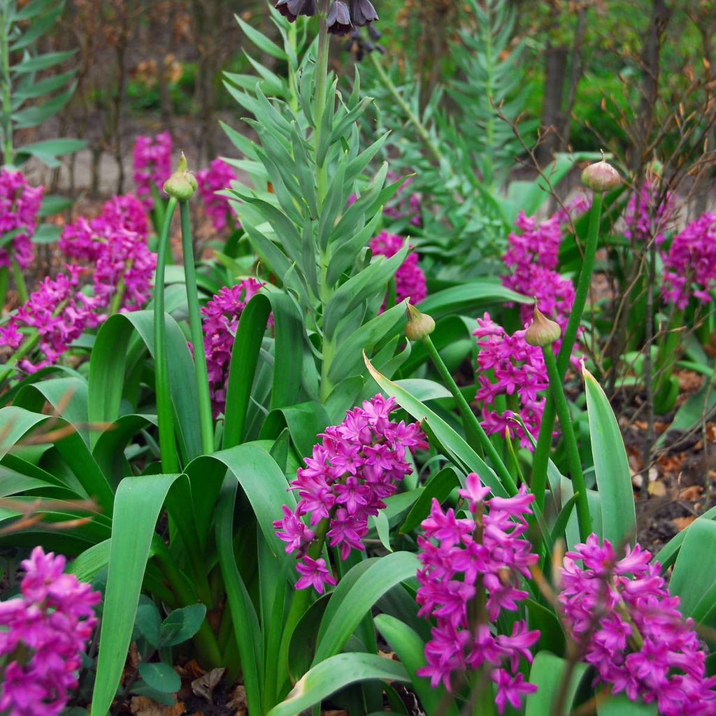 Bulbi de zambile - Set de 10 - Hyacinthus 'Purple Voice' - Bulbi de flori
