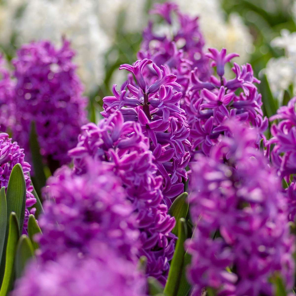 Bulbi de zambile - Set de 10 - Hyacinthus 'Purple Voice' - Bulbi de flori
