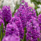 Bulbi de zambile - Set de 10 - Hyacinthus 'Purple Voice' - Bulbi de flori