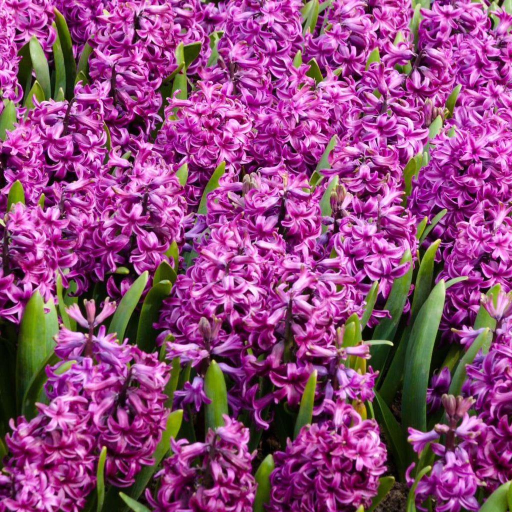 Bulbi de zambile - Set de 10 - Hyacinthus 'Purple Voice' - Bulbi de flori