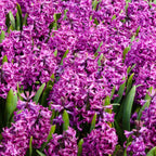 Bulbi de zambile - Set de 10 - Hyacinthus 'Purple Voice' - Bulbi de flori