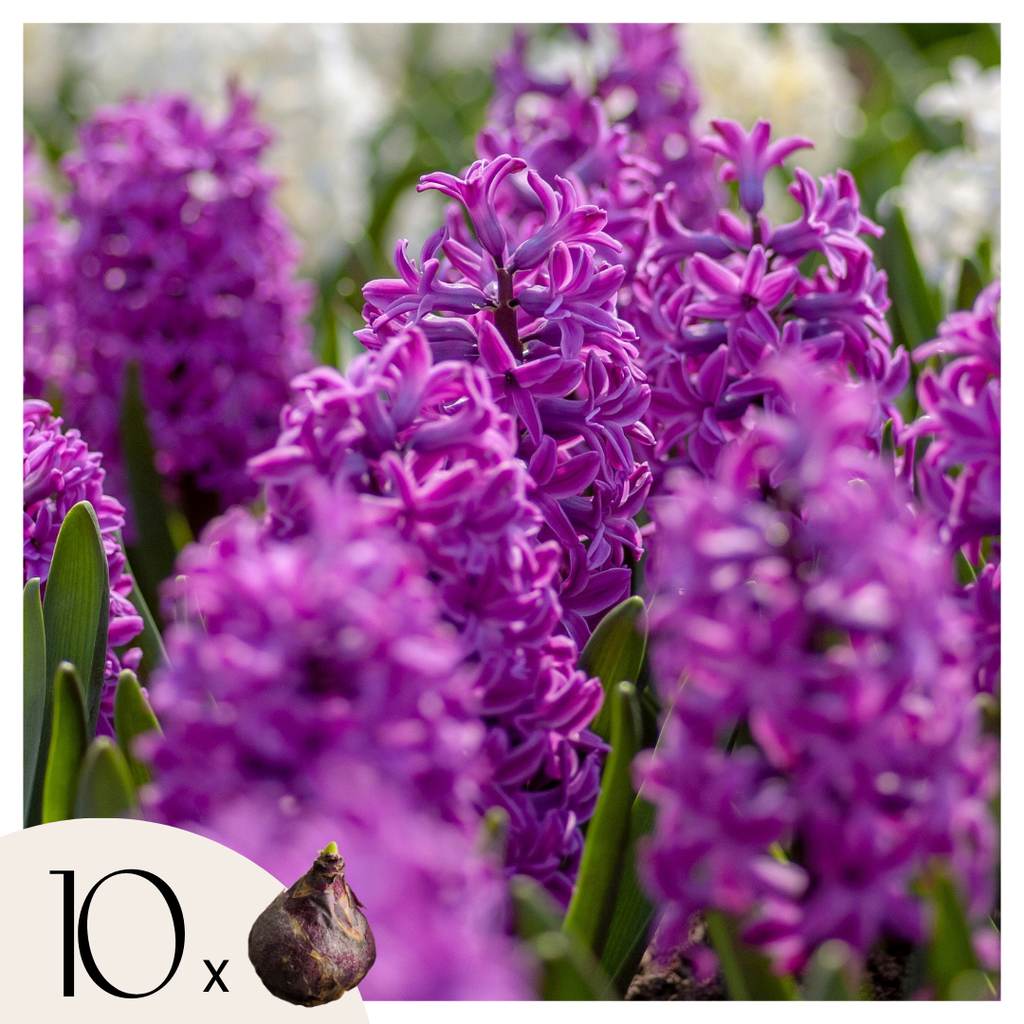 Bulbi de zambile - Set de 10 - Hyacinthus 'Purple Voice' - Bulbi de flori