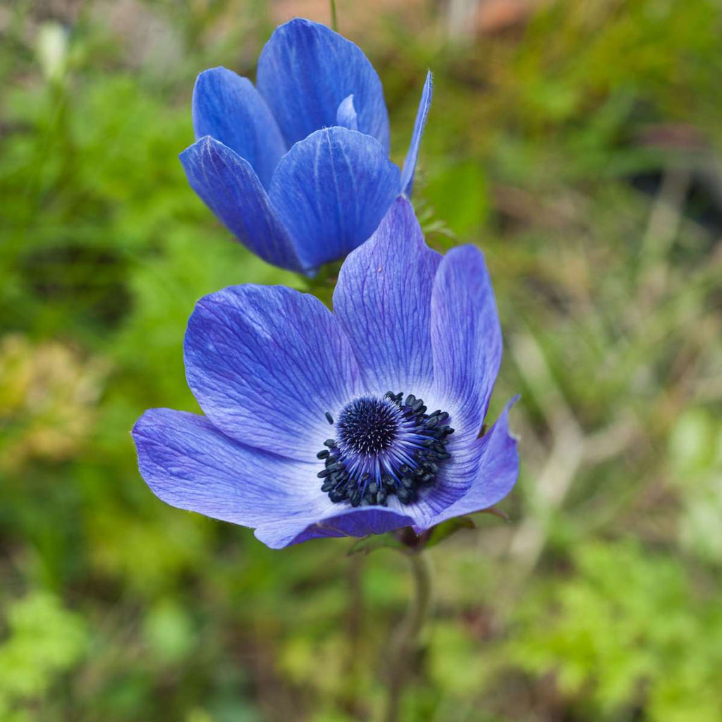 Anemonele - 30 buc - Anemoon de Caen - Bulbi de flori