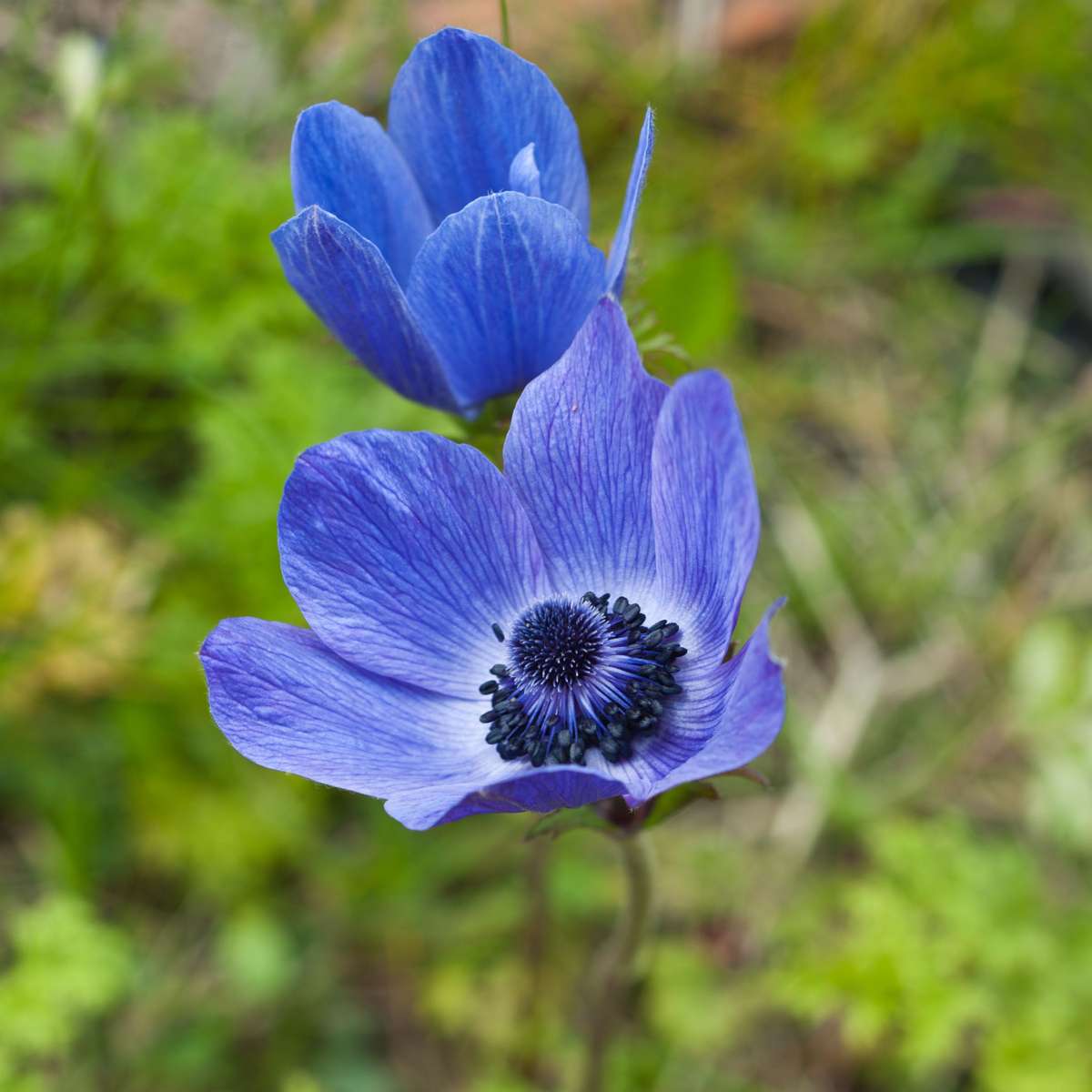 Anemonele - 30 buc - Anemoon de Caen - Bulbi de flori