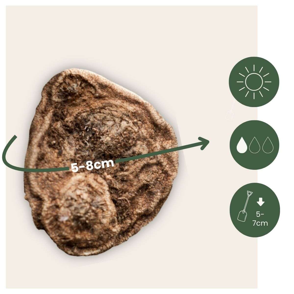 Anemonele - 30 buc - Anemoon de Caen - Bulbi de flori