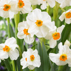 Bulbi de flori 'Peach Blush' - 25 buc - Narcissus, Tulipa, Hyacinthus