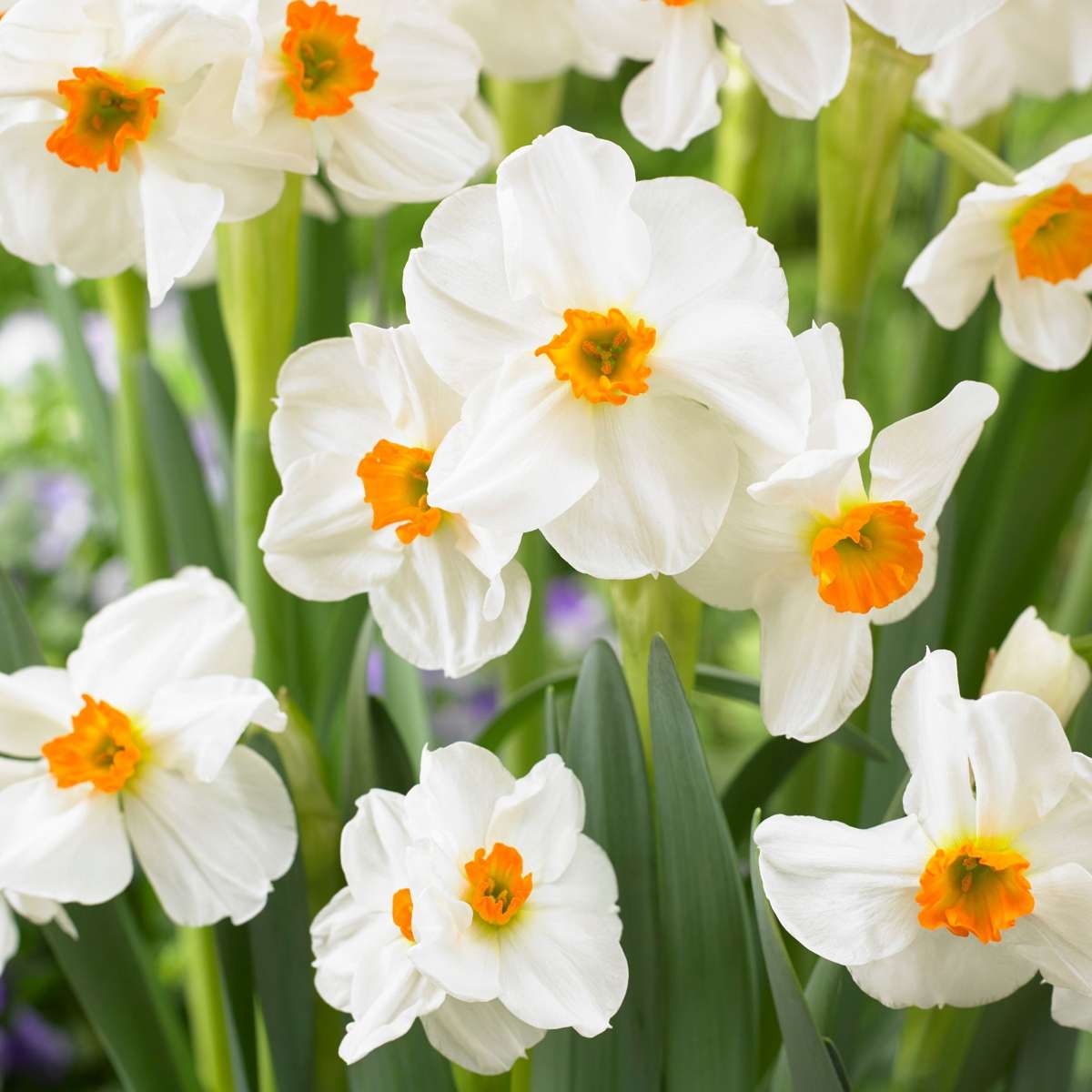 Bulbi de flori 'Peach Blush' - 25 buc - Narcissus, Tulipa, Hyacinthus