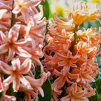 Bulbi de flori 'Peach Blush' - 25 buc - Narcissus, Tulipa, Hyacinthus