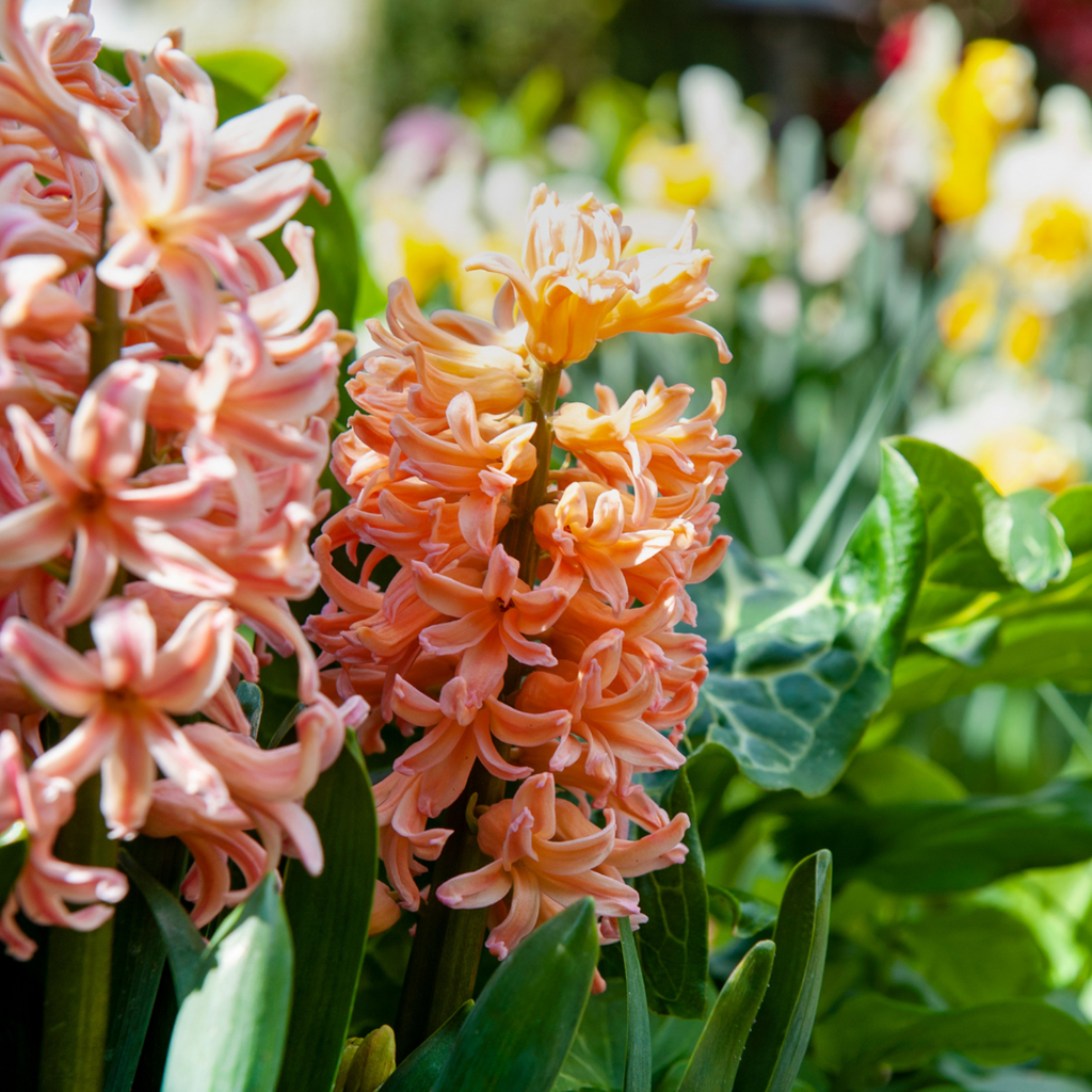 Bulbi de flori 'Peach Blush' - 25 buc - Narcissus, Tulipa, Hyacinthus