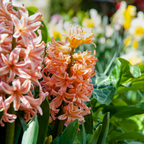 Bulbi de flori 'Peach Blush' - 25 buc - Narcissus, Tulipa, Hyacinthus