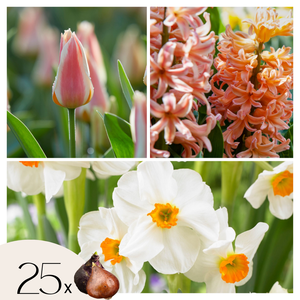 Bulbi de flori 'Peach Blush' - 25 buc - Narcissus, Tulipa, Hyacinthus