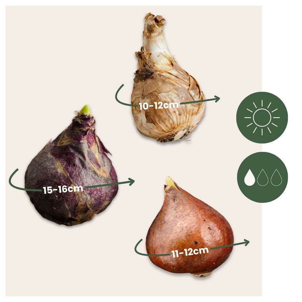 Bulbi de flori 'Peach Blush' - 25 buc - Narcissus, Tulipa, Hyacinthus