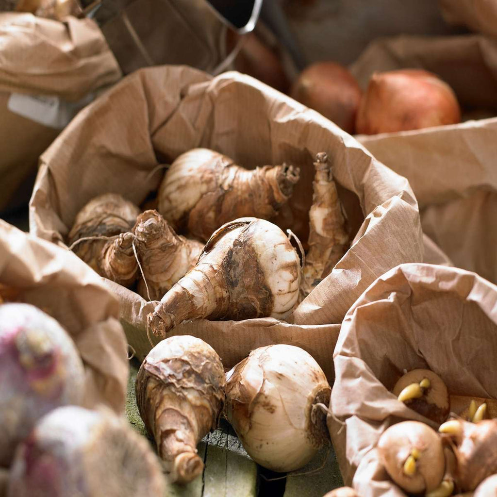 Becuri de flori 'Pink Blush' - 25 buc - Tulipa, Hyacinthus - Roz