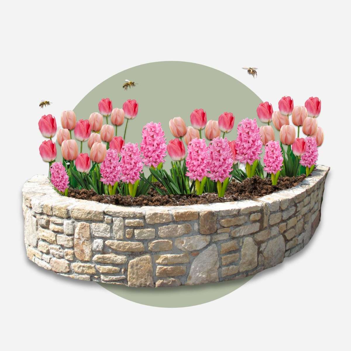 Becuri de flori 'Pink Blush' - 25 buc - Tulipa, Hyacinthus - Roz