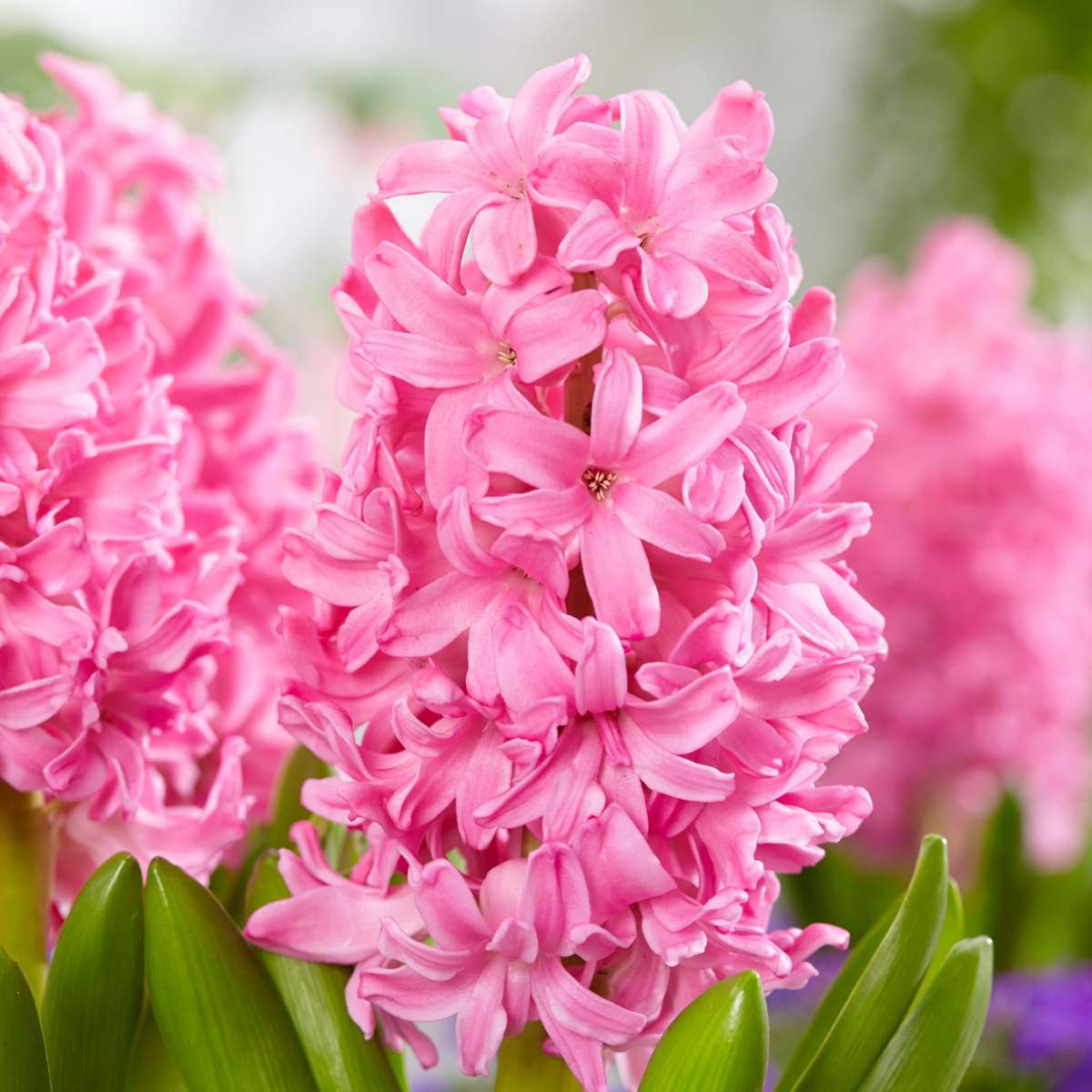 Becuri de flori 'Pink Blush' - 25 buc - Tulipa, Hyacinthus - Roz