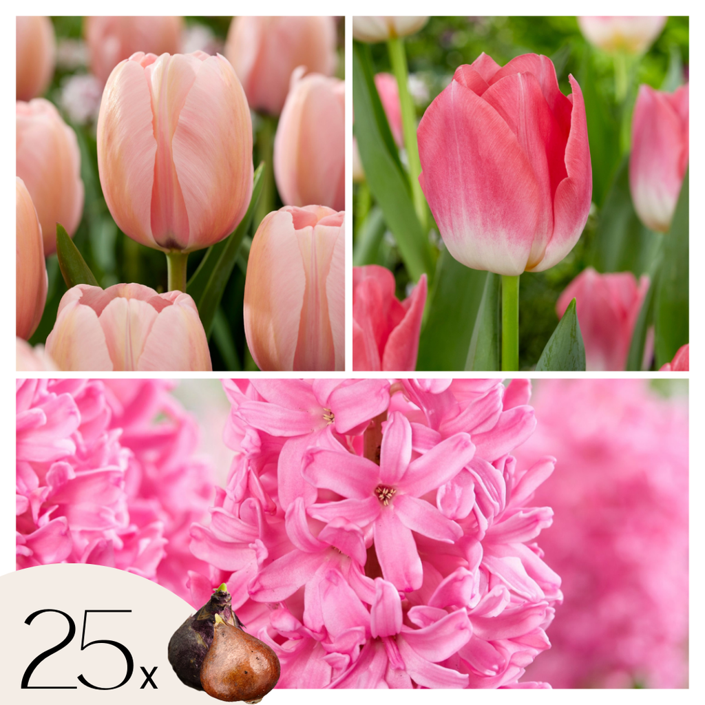 Becuri de flori 'Pink Blush' - 25 buc - Tulipa, Hyacinthus - Roz