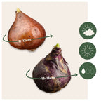 Becuri de flori 'Pink Blush' - 25 buc - Tulipa, Hyacinthus - Roz