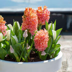 Zambilă - 25 buc - Hyacinthus 'Gipsy Queen' - Bulbi de flori - Portocale