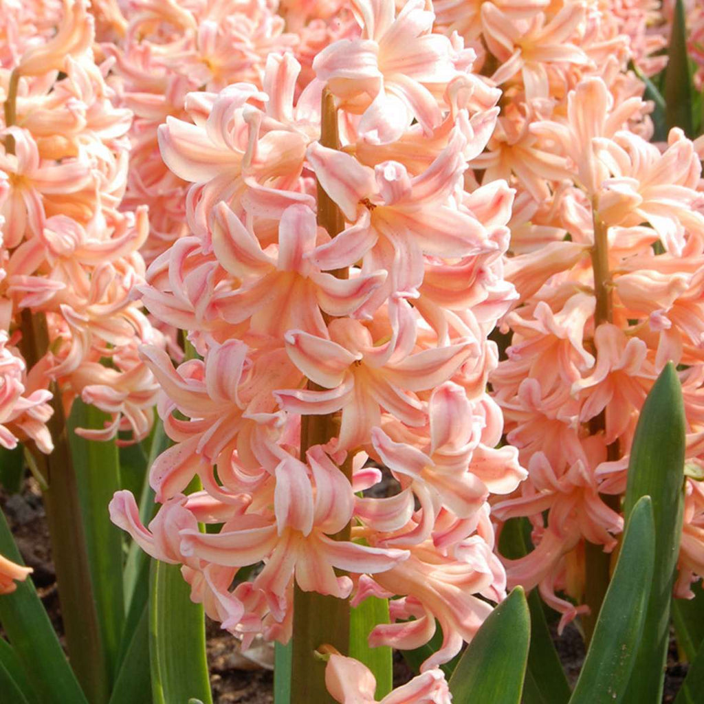 Zambilă - 25 buc - Hyacinthus 'Gipsy Queen' - Bulbi de flori - Portocale