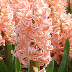 Zambilă - 25 buc - Hyacinthus 'Gipsy Queen' - Bulbi de flori - Portocale