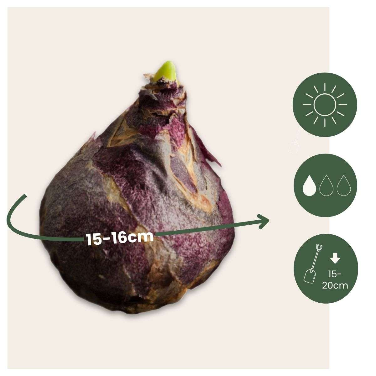 Zambilă - 25 buc - Hyacinthus 'Gipsy Queen' - Bulbi de flori - Portocale