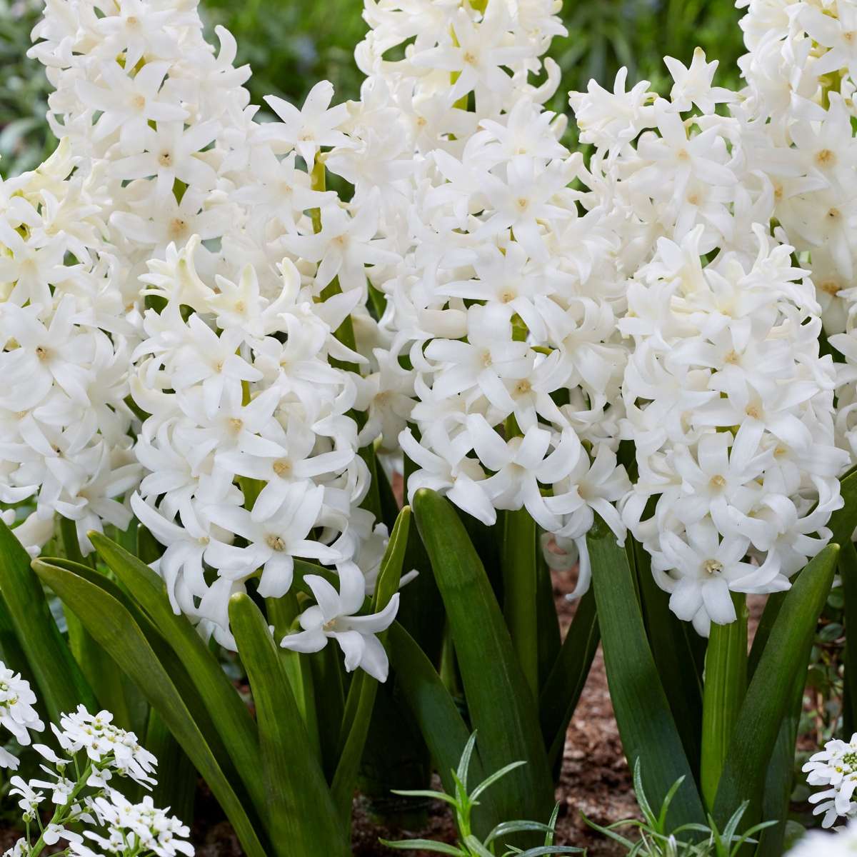 Zambilă - 10 buc - Hyacinthus 'Carnegie' - Bulbi de flori - Alb