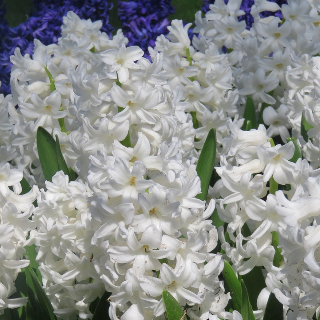 Zambilă - 10 buc - Hyacinthus 'Carnegie' - Bulbi de flori - Alb