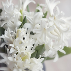 Zambilă - 10 buc - Hyacinthus 'Carnegie' - Bulbi de flori - Alb