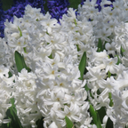 Zambilă - 20 buc - Hyacinthus 'Carnegie' - Bulbi de flori - Alb