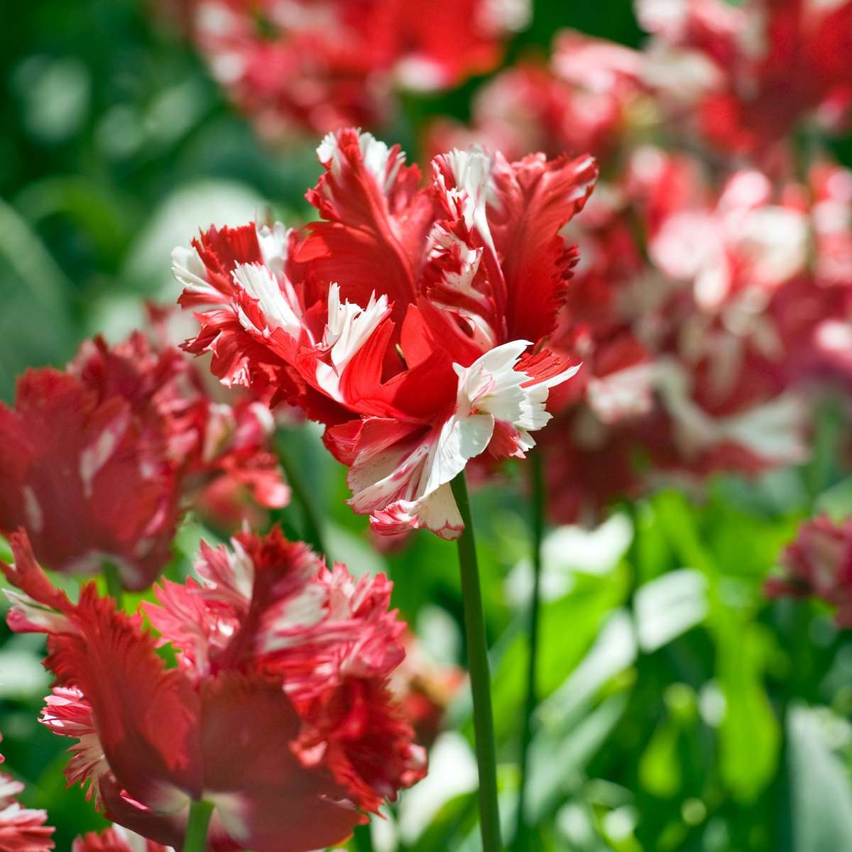 Bulbi de lalele - 14 buc - Tulipa 'Estella Rijnveld' - Bulbi de flori - Roşu