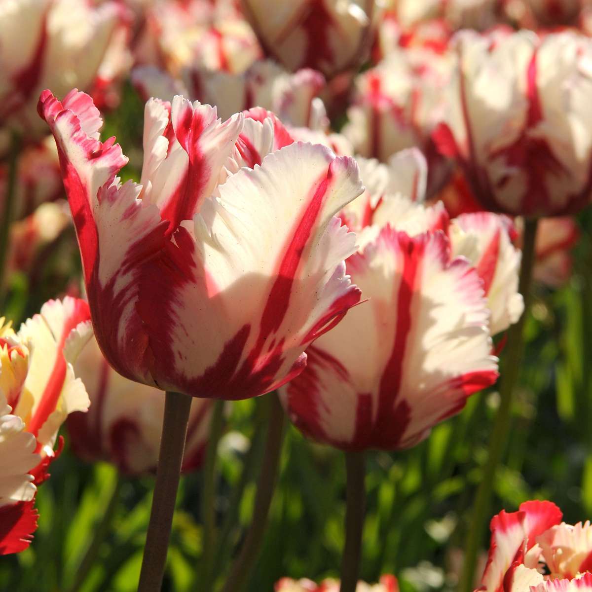 Bulbi de lalele - 14 buc - Tulipa 'Estella Rijnveld' - Bulbi de flori - Roşu