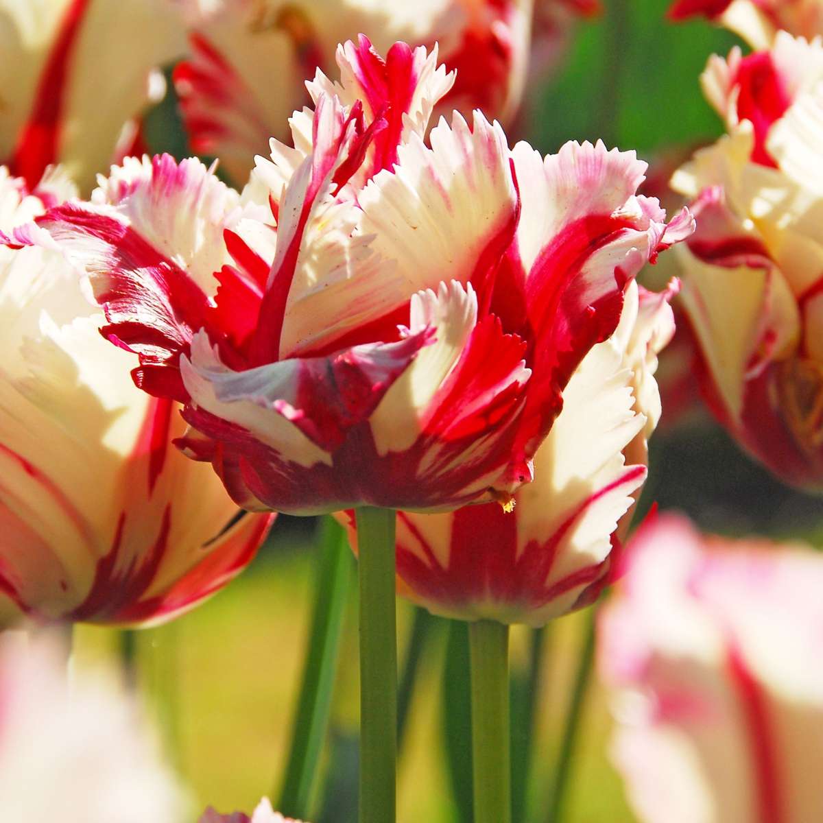 Bulbi de lalele - 14 buc - Tulipa 'Estella Rijnveld' - Bulbi de flori - Roşu