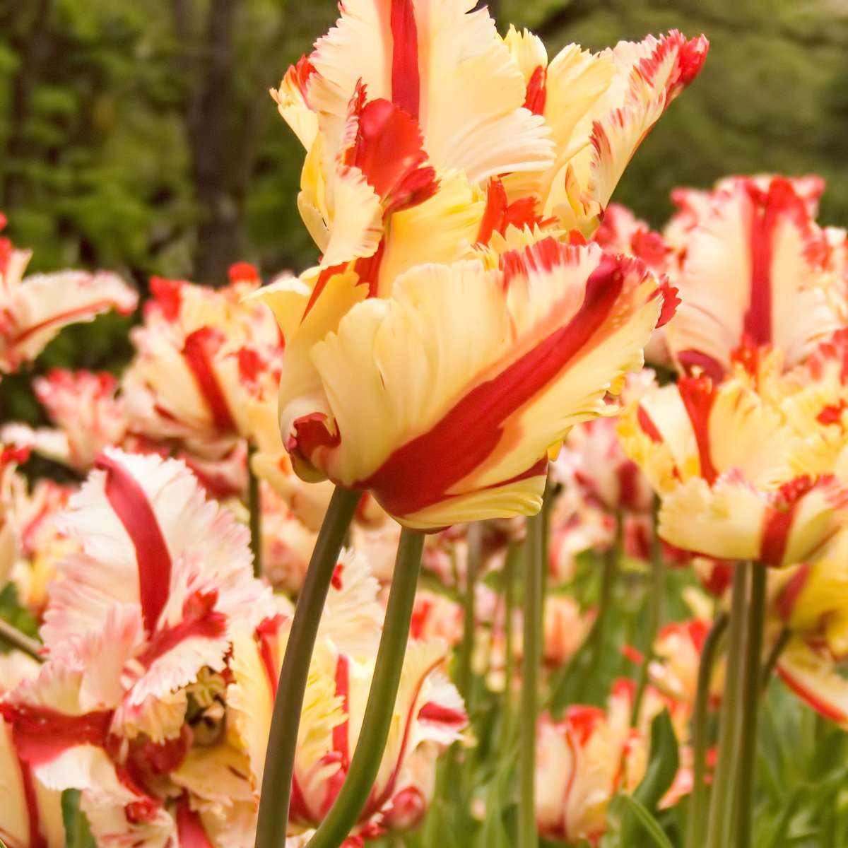Bulbi de lalele - 14 buc - Tulipa 'Estella Rijnveld' - Bulbi de flori - Roşu