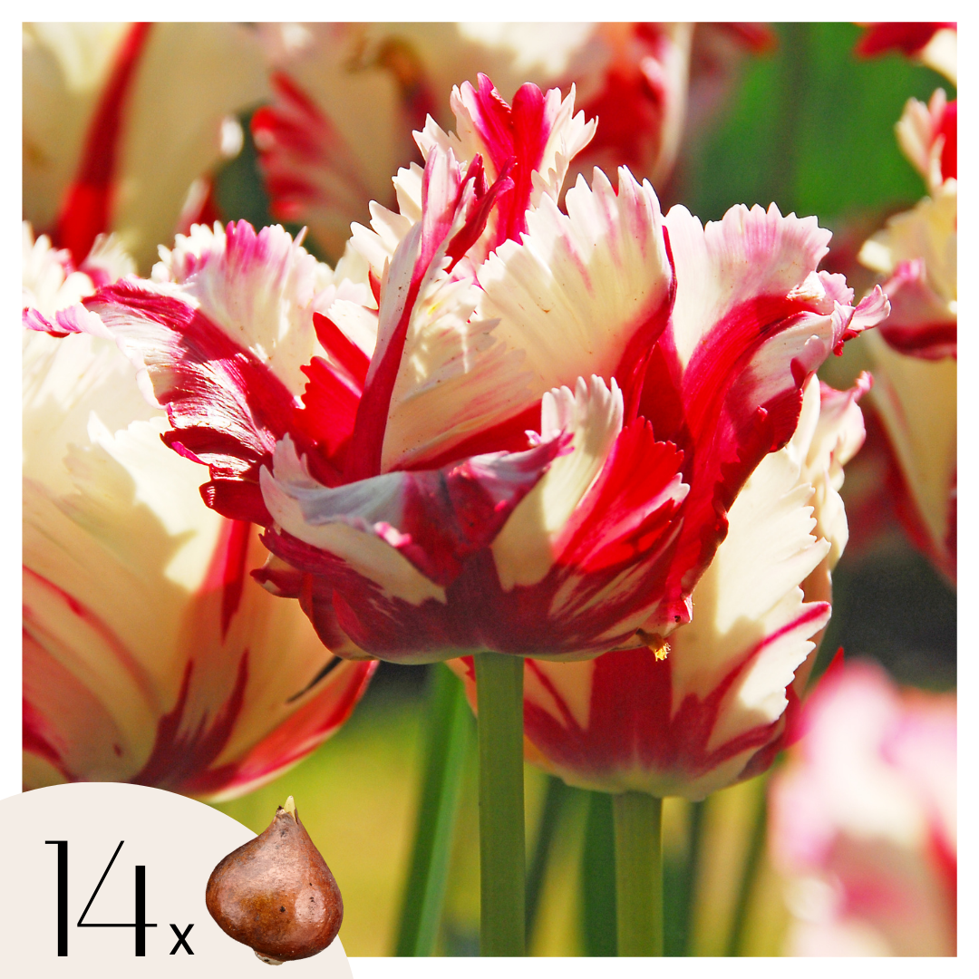 Bulbi de lalele - 14 buc - Tulipa 'Estella Rijnveld' - Bulbi de flori - Roşu