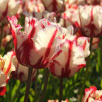 Bulbi de lalele - 21 buc - Tulipa 'Estella Rijnveld' - Bulbi de flori - Roşu