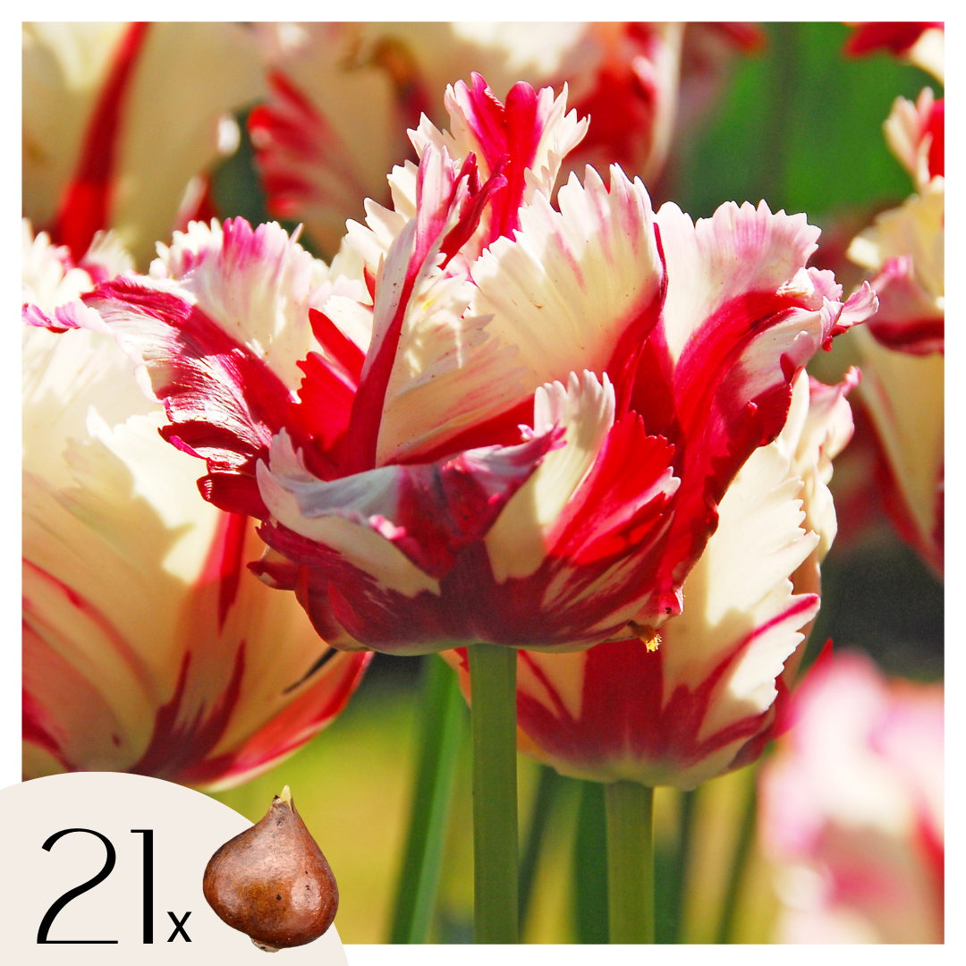 Bulbi de lalele - 21 buc - Tulipa 'Estella Rijnveld' - Bulbi de flori - Roşu