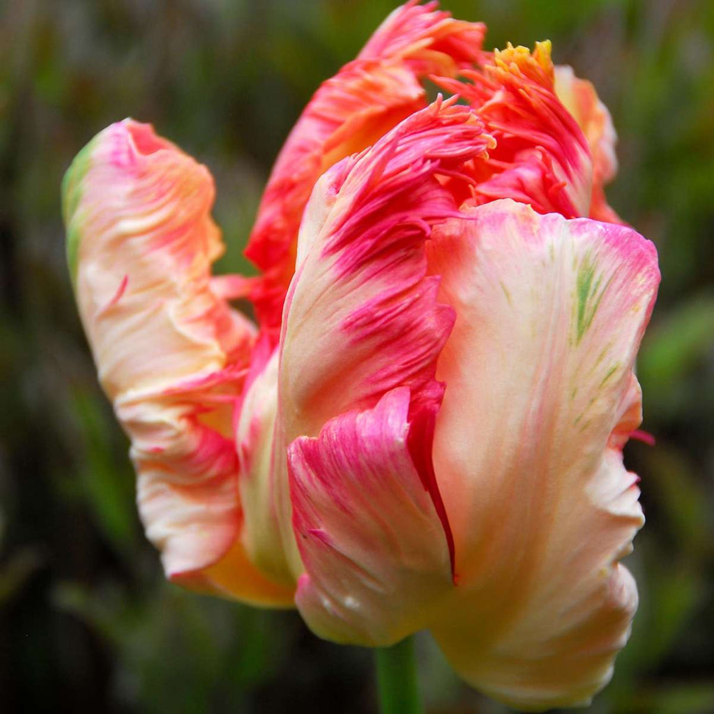 Bulbi de lalele - 14 buc - Tulipa 'Apricot Parrot' - Bulbi de flori - Roz