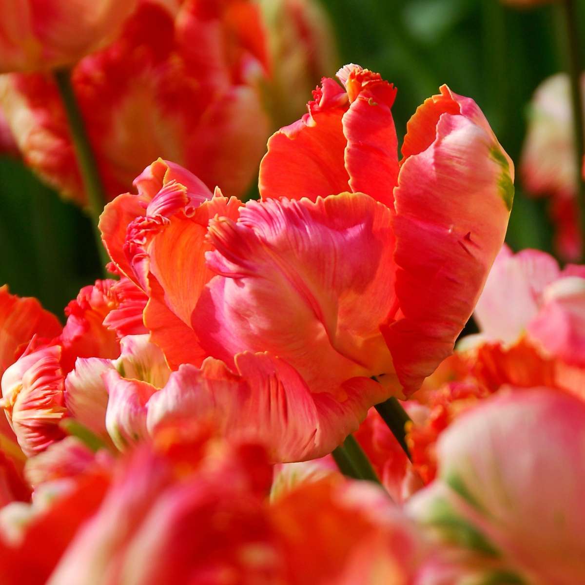 Bulbi de lalele - 21 buc - Tulipa 'Apricot Parrot' - Bulbi de flori - Roz