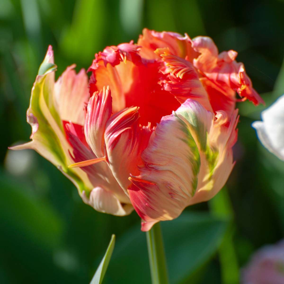 Bulbi de lalele - 21 buc - Tulipa 'Apricot Parrot' - Bulbi de flori - Roz