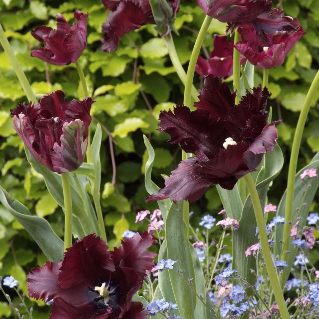 Bulbi de lalele - 14 buc - Tulipa 'Black Parrot' - Bulbi de flori - Violet