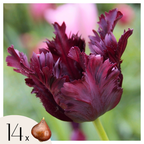 Bulbi de lalele - 14 buc - Tulipa 'Black Parrot' - Bulbi de flori - Violet