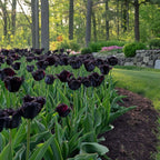 Bulbi de lalele - 14 buc - Tulipa 'Black Parrot' - Bulbi de flori - Violet